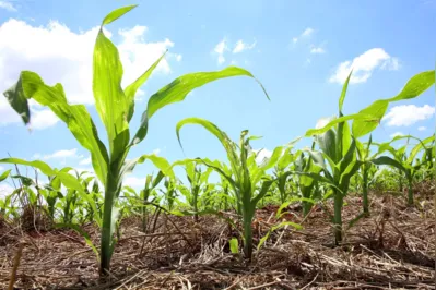 Monitoramento das pragas em regiões produtoras de milho safra e de safrinha tem sido realizado pelo IDR desde a safra 2019-2020