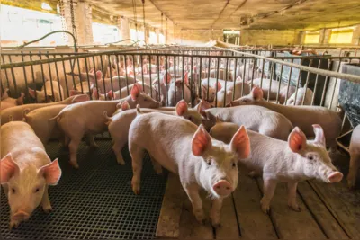 Especialista diz que há espaço para crescimento do consumo da carne de porco no Brasil