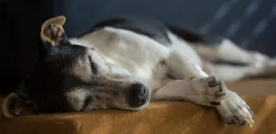 Imagem ilustrativa da imagem Envenenamento de animais deixa população em alerta em Londrina