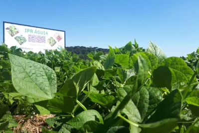 Lançamento do Feijão IPR Águia, em Ponta Grossa
