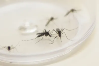 Imagem ilustrativa da imagem Nova vacina contra dengue deve chegar ao Brasil no segundo semestre