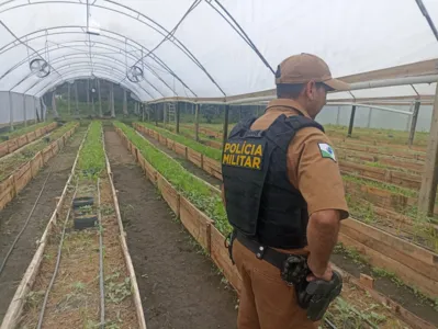 Droga era cultivada em uma estufa na área rural, no bairro Coroados, em Guaratuba.
