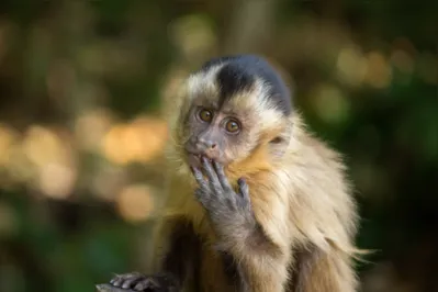 Imagem ilustrativa da imagem Paraná confirma primeira morte de macaco por febre amarela