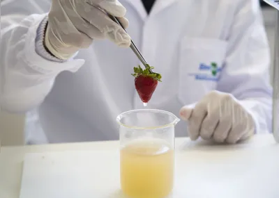 O revestimento forma uma espécie de película bem fina, após a evaporação da água, criando uma barreira entre a fruta e o oxigênio presente na atmosfera