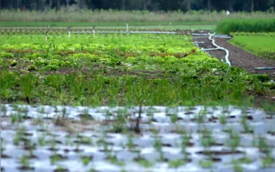 Imagem ilustrativa da imagem Produtores de hortaliças contabilizam perdas com a chuva