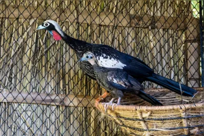 A jacutinga é essencial para o ecossistema que habita, mas a espécie tem sido muito castigada