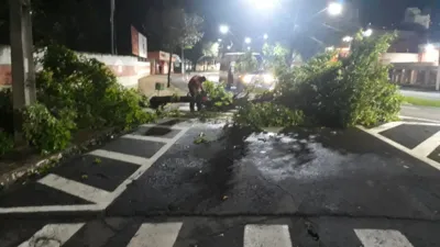 Imagem ilustrativa da imagem Temporal causa queda de 25 árvores em Londrina