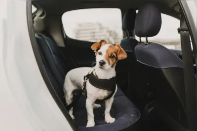 Imagem ilustrativa da imagem Vai viajar de carro com o pet? Confira como fazer o transporte correto