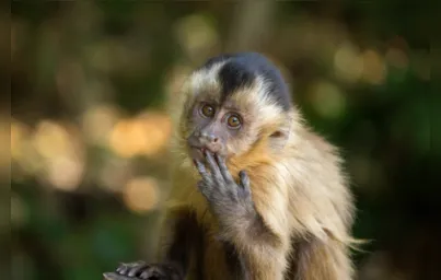 Imagem ilustrativa da imagem Paraná confirma primeira morte de macaco por febre amarela
