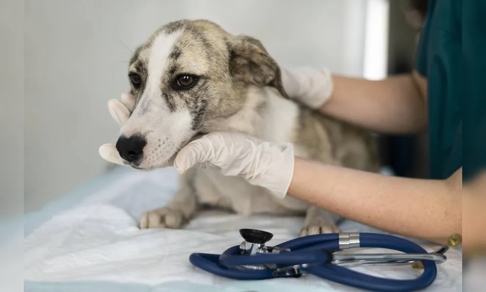 Imagem ilustrativa da imagem Clínicas veterinárias são obrigadas a relatar maus-tratos a animais