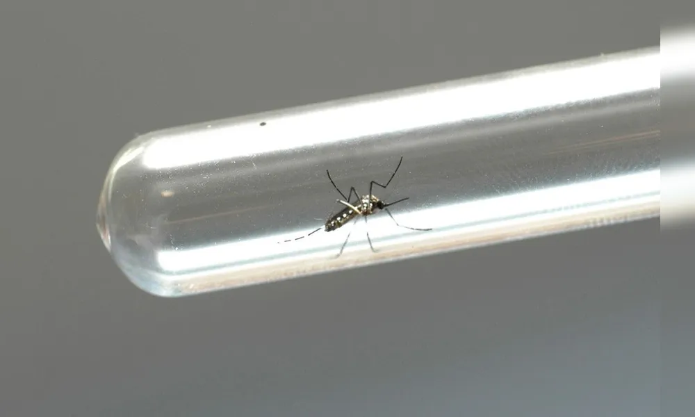 Imagem ilustrativa da imagem Com quase 400 casos, Ibiporã enfrenta epidemia de dengue