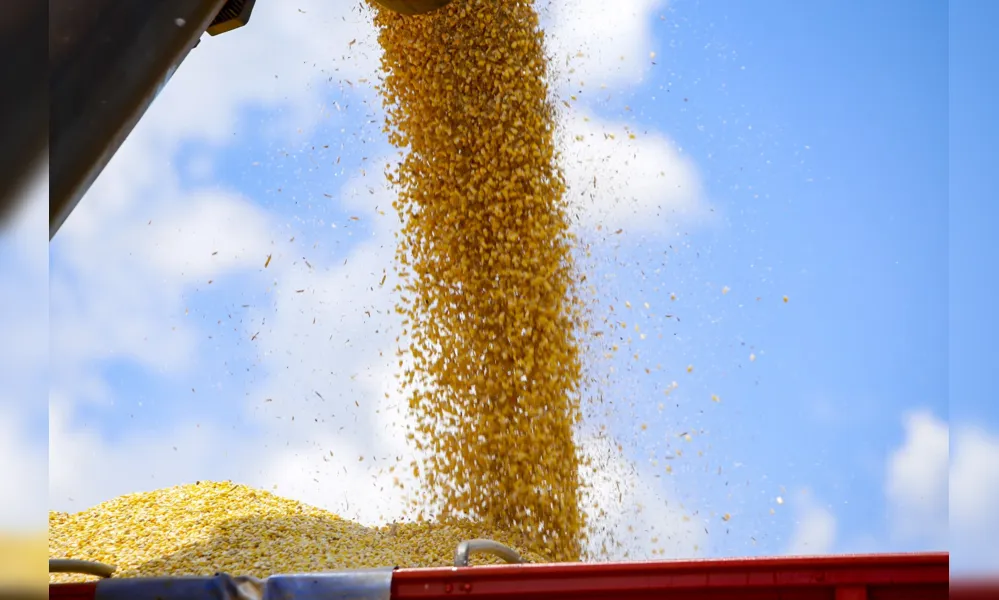 O Paraná exportou 1,4 milhão de toneladas de milho no primeiro quadrimestre deste ano, volume 232% maior em comparação ao mesmo período de 2022