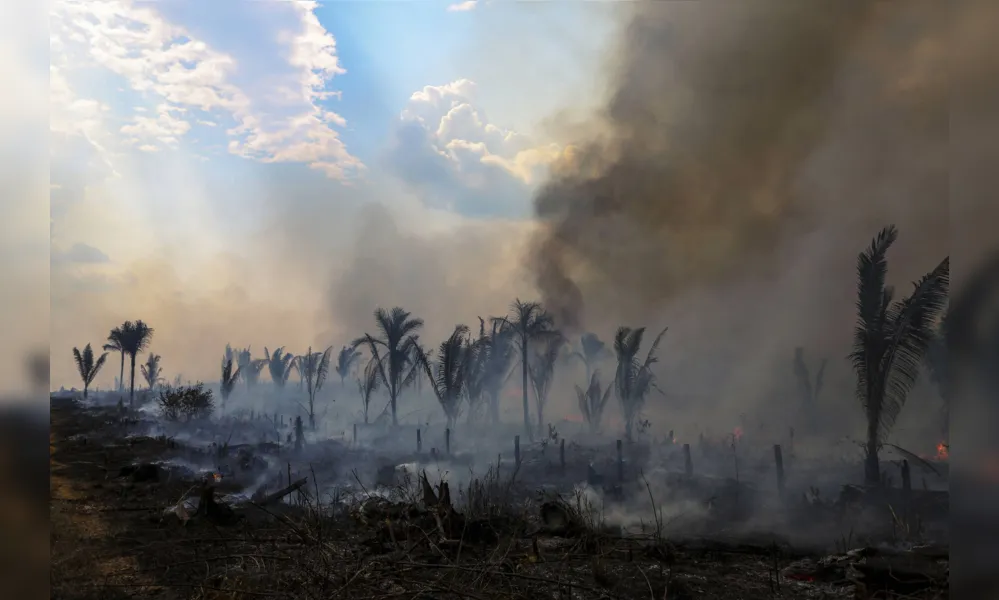A atualização positiva para a floresta e preocupante para o cerrado ocorre dias antes da Cúpula da Amazônia