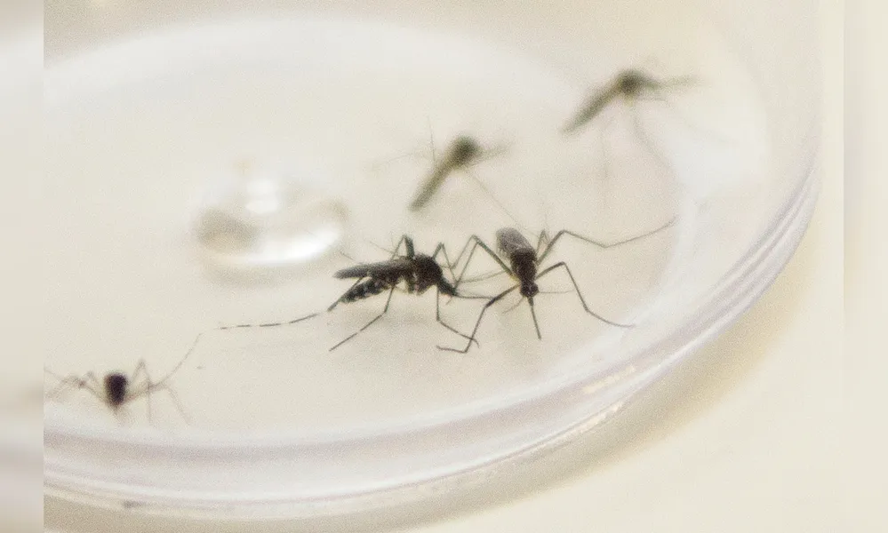 Imagem ilustrativa da imagem Sesa confirma cinco mortes por dengue na região de Londrina