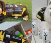 Conheça Bello, Snow e Teela, os cães de assistência judiciária em Londrina