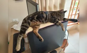 Avô pet
