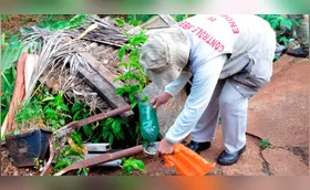 Casos de dengue em Londrina crescem 247% em um mês