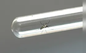 Com quase 400 casos, Ibiporã enfrenta epidemia de dengue