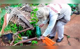 Decreto em Londrina estabelece multa para combater a dengue