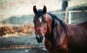 Ibiporã começa a recolher animais de grande porte soltos nas ruas