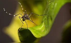 Londrina tem mais duas mortes confirmadas por dengue