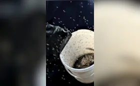 Primeiros mosquitos machos estéreis são soltos no Mister Thomas