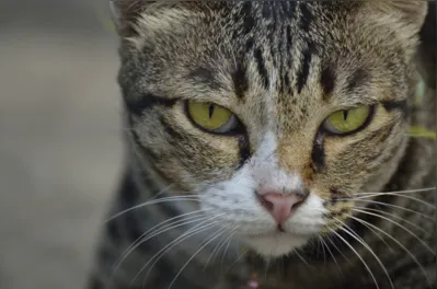 Desenvolvedores coletaram cerca de 6 mil fotos de gatos para estudar a posição das orelhas, focinho, bigodes e pálpebras para determinar características variáveis
