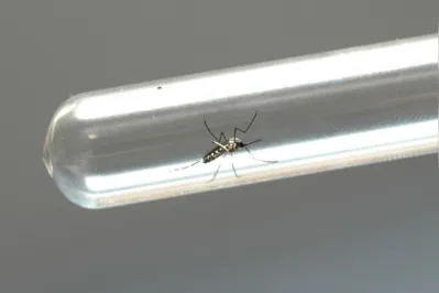 Imagem ilustrativa da imagem Com quase 400 casos, Ibiporã enfrenta epidemia de dengue