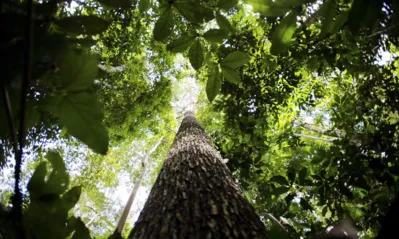 Imagem ilustrativa da imagem Comercialização de créditos de carbono tem lei própria