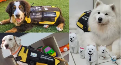 Imagem ilustrativa da imagem Conheça Bello, Snow e Teela, os cães de assistência judiciária em Londrina