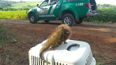 Imagem ilustrativa da imagem Defesa Ambiental de Arapongas realiza 570 atendimentos no semestre