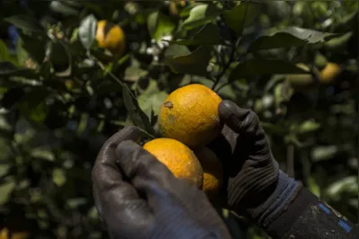 Imagem ilustrativa da imagem Demanda industrial beneficia produtores de laranja no PR