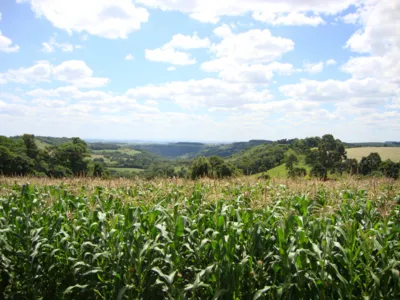 Previsão do Deral é que sejam plantados 317 mil hectares de milho no Paraná