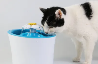 Os gatos têm mais facilidade de desenvolver a doença, por isso é importante garantir a hidratação