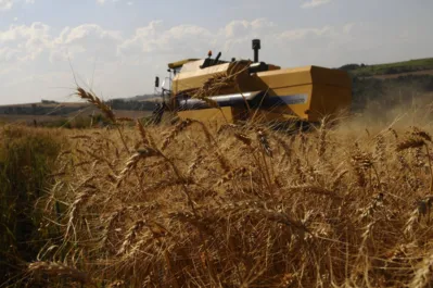 Colheitas de trigo estão abaixo do esperado na Austrália, Canadá e Argentina, países afetados pela seca.