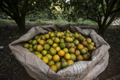 Brasil e EUA, no passado, chegaram a ser responsáveis por uma produção de 600 milhões de caixas de laranja numa safra, que agora não deverá atingir 330 milhões
