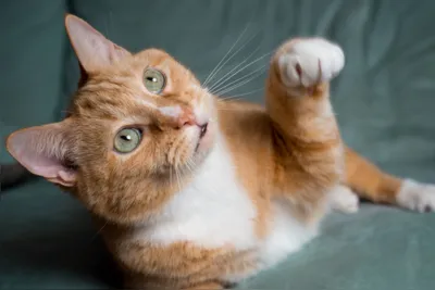 Imagem ilustrativa da imagem Gatos podem esconder dores nas articulações