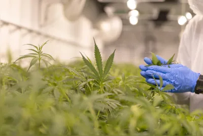 O Ministério da Justiça diz considerar conveniente uma ampla e adequada regulação da importação e cultivo da cannabis com baixa concentração de THC