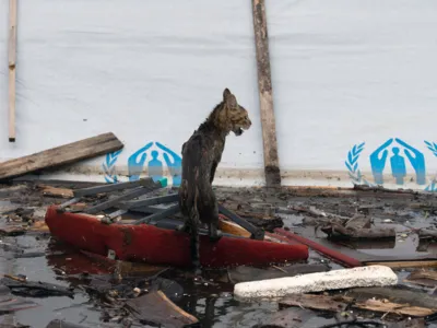 Gato flutua sobre um móvel em Kherson (Ucrânia), onde animais também estão sendo resgatados após destruição de represa