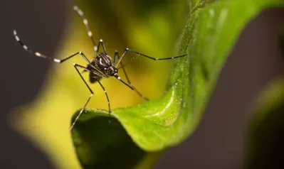 Imagem ilustrativa da imagem Londrina registra primeira morte por dengue do ano