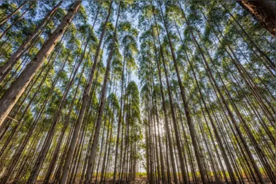No Paraná, o boom da produção de madeira deve-se principalmente às florestas de eucalipto e pinus