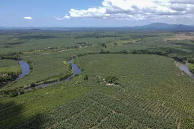 Guaratuba é responsável pela maior produção de banana no Paraná