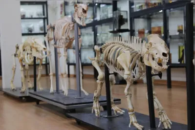 Imagem ilustrativa da imagem Museu de Anatomia da UEL reabre para visitantes