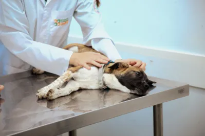 As vacinas ajudam a prevenir várias doenças infecciosas que podem ser graves debilitantes e até mesmo fatais