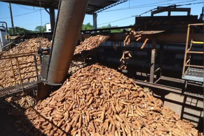 As regiões de Umuarama e Paranavaí são as maiores produtoras de mandioca com fins industriais no Paraná