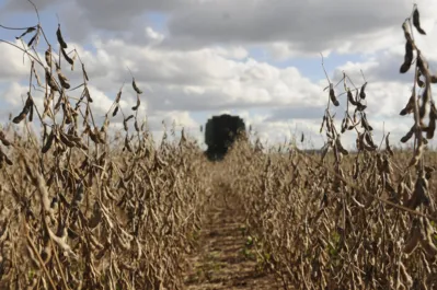 Debate abordará a  qualidade do que é produzido nas lavouras e áreas de pastagens do país e de que forma produtores rurais podem garantir maior rentabilidade e o desenvolvimento sustentável da região Norte do Estado.