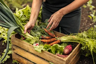O número de consumidores de alimentos orgânicos cresceu 30% no Brasil entre 2019 e 2021, segundo a  Organics, entidade especializada no setor