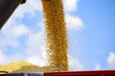 O Paraná exportou 1,4 milhão de toneladas de milho no primeiro quadrimestre deste ano, volume 232% maior em comparação ao mesmo período de 2022