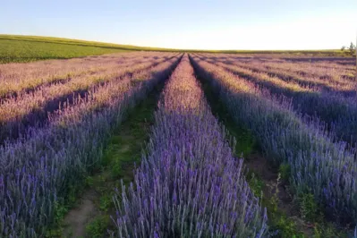 Além da beleza e do perfume dos lavandários, os turistas que visitam as propriedades podem experimentar produtos como chocolate, geleia e sorvete de lavanda