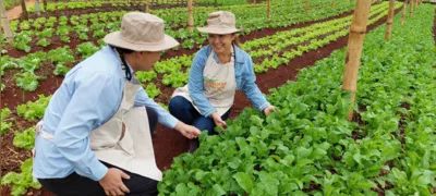 Imagem ilustrativa da imagem Parceria transforma terreno em horta comunitária em Londrina